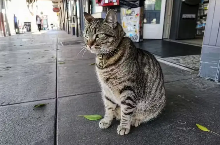 A gata que fez uma comunidade se virar contra os carros autônomos do Google