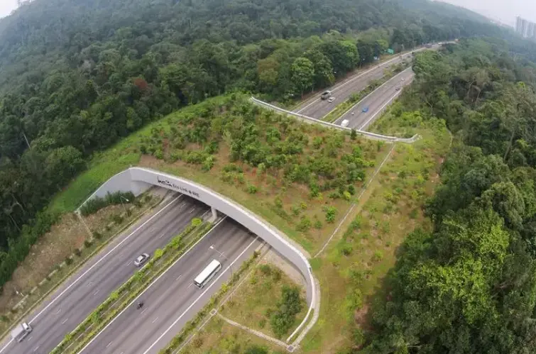 Câmara aprova projeto que torna obrigatórias passagens de fauna em rodovias brasileiras